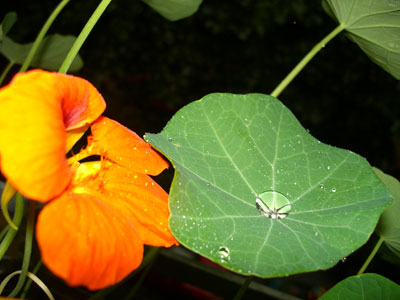 Blatt mit einem Wassertropfen in der Mitte